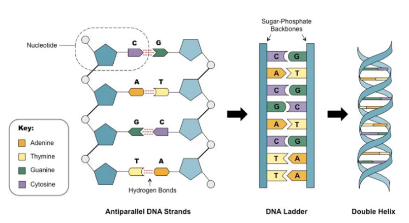 <p>consists of two strands of nucleotides that twist around each other in a double helix shape</p><p>nucleotides consists of three parts:</p><ul><li><p>sugar molecule</p></li><li><p>phosphate molecule</p></li><li><p>nitrogenous base (Adenine and Thymine, Cytosine and Guanine)</p></li></ul><p>strands of DNA are held together by hydrogen bonds between the nitrogenous bases</p>