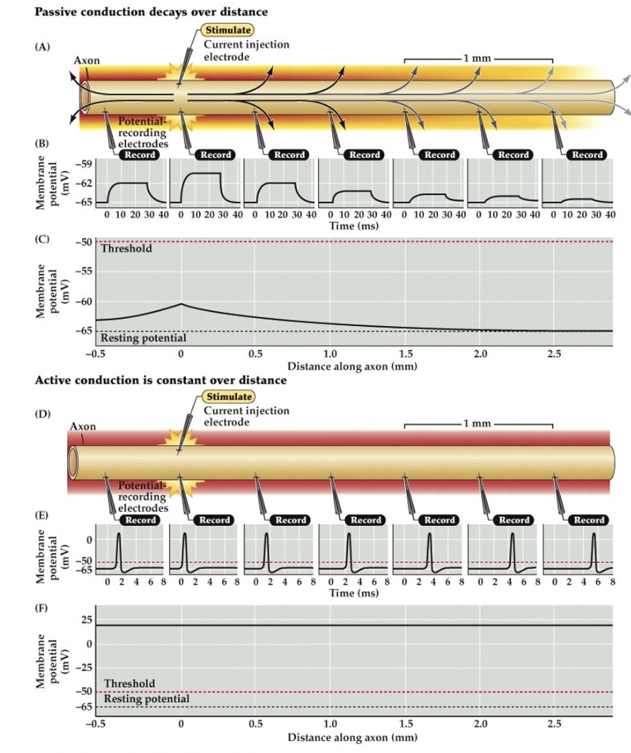 <p>In active conduction (D), the injected current is large enough to produce an action potential.</p>