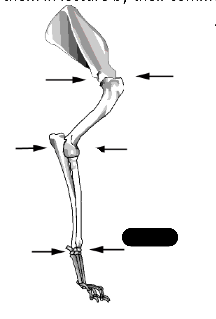 What is the technical  and common anatomical name?