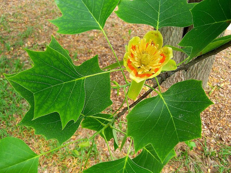 <p>Tulip Poplar</p>