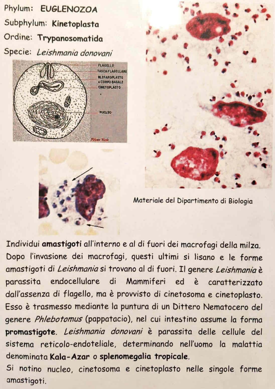<p><em>Leishmania donovani</em></p>