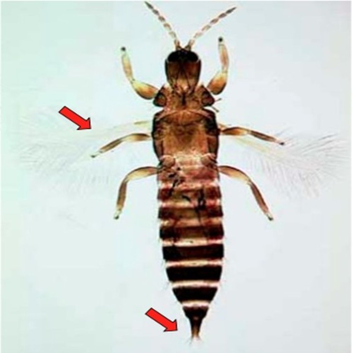 knowt flashcard image