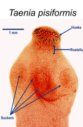 <p><em>Taenia pisiformis —</em></p><ul><li><p>What <strong>category&nbsp;</strong>does it belong to?</p></li><li><p>What kind of <strong>reproduction method</strong> does it have?</p></li><li><p>What <strong>disease </strong>does it cause?&nbsp;</p></li></ul><p></p>