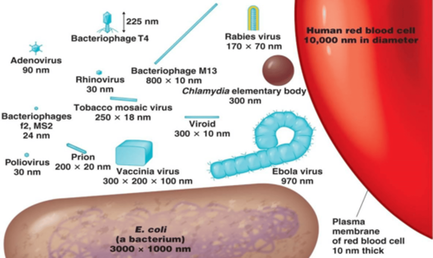 <p>They are between 20 and 30 nm so that they can be smaller than their hosts to infect them. There are even viruses that infect bacteria.</p>
