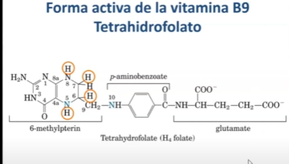<p><span style="color: red"><strong>VITAMINA B9: Ác Fólico</strong></span></p><p>Ác. pteroil glutámico</p><p>Forma activa: tetrahidrofolato (THF)</p><p>RDA: 400 µg/día</p><p></p>