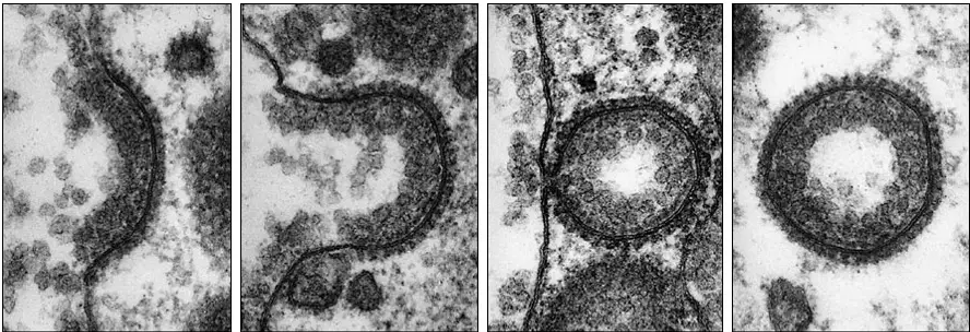 <p>Large substances enter a cell without passing through the membrane </p><ul><li><p>Invagination of membrane envelopes the molecule</p></li><li><p>Invagination is sealed off to form an intracellular vesicle </p></li></ul><p></p>