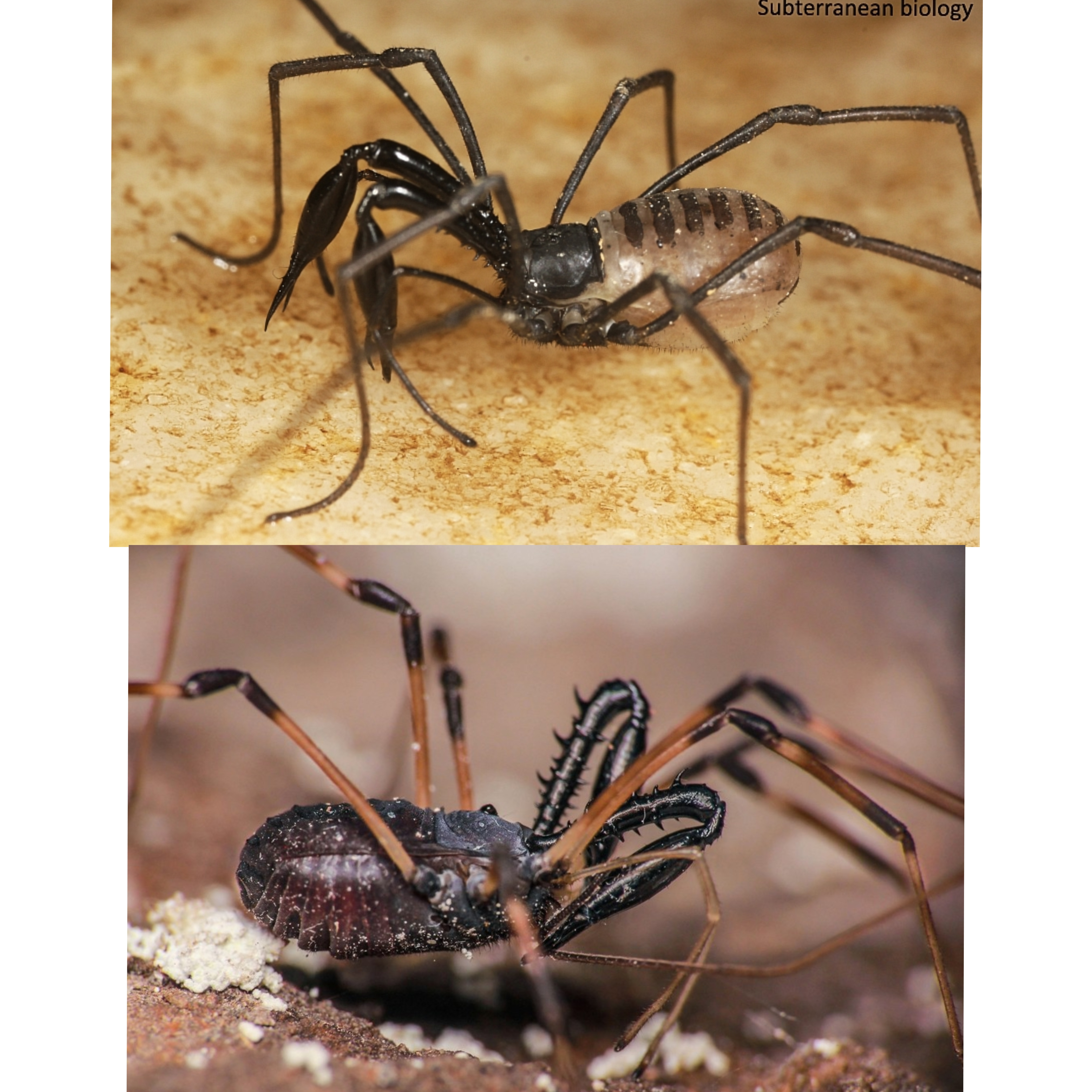 <p>Kmeň: Arthropoda</p><p>Amandibulata</p><p>Podkmeň: Chelicerata</p><p>Trieda: Arachnida</p><p>Rad: Opiliones</p>