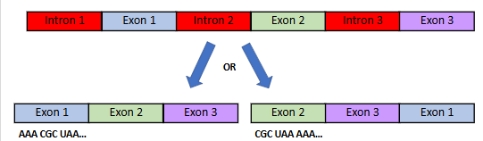 <p>Certain exons can be recombined into different orders to make different codons, which will code for a different sequence of amino acids which determing how the protein folds= new protein </p>