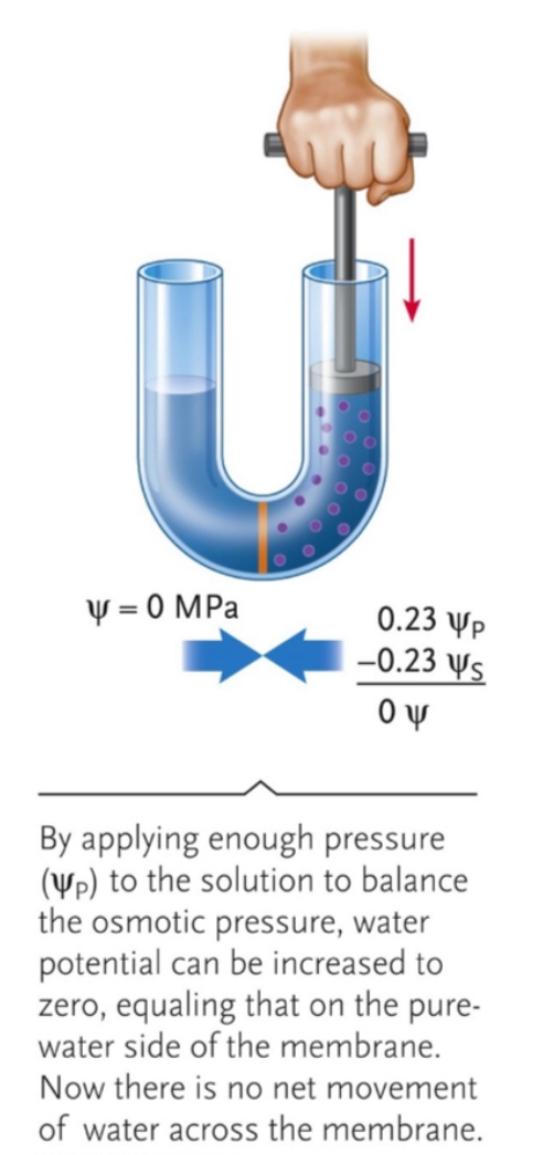 <p>Physical force increases water potential to stop the flow of water</p>