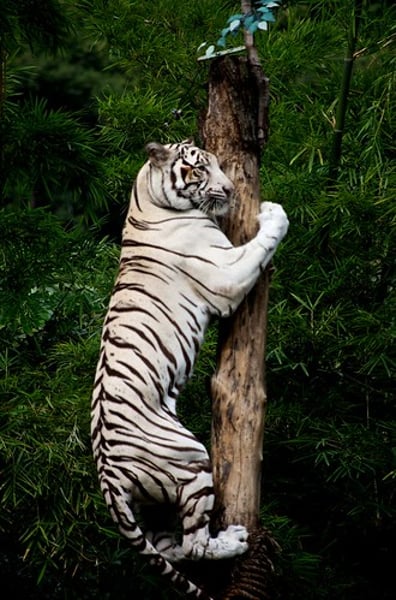 <p>The tiger ___ the tree.</p>