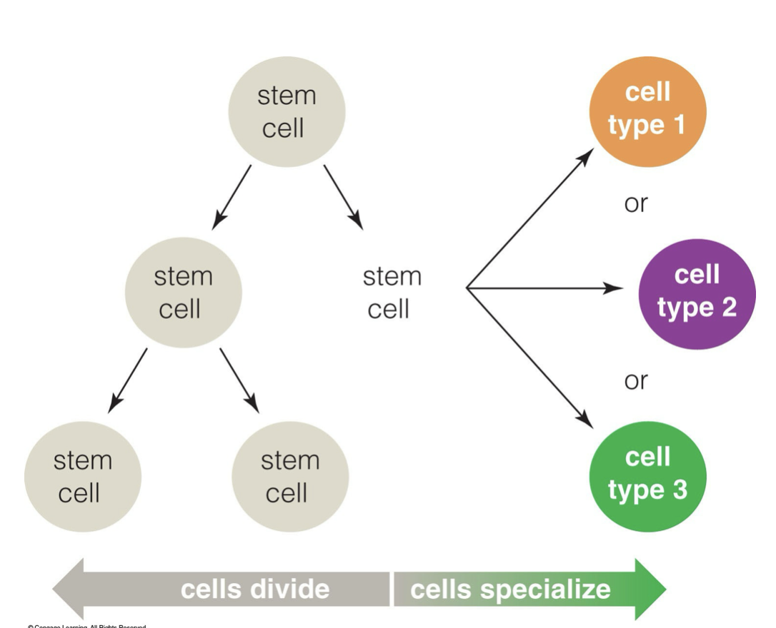 <p>cells that can give rise to different types of specialized cells (differentiation), they also have the capacity for cell division.&nbsp;</p>