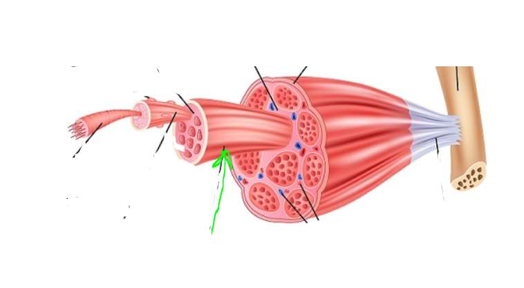 <p>Fascicle</p>