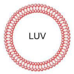 <p>What is the size of large unilamellar vesicle?</p>