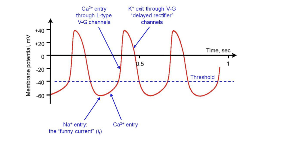 <p>Occurs when calcium channels inactivate and K leaves via voltage-gated ‘delayed rectifier’ channels</p>