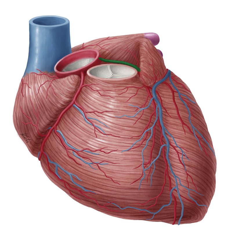 <ul><li><p>is fairly short</p></li><li><p>gives off two main branches</p></li></ul><p></p>