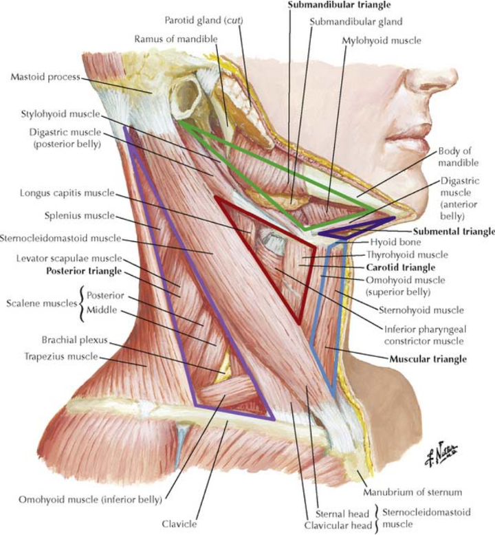 <p>Anterior triangle; Divides carotid triangle from muscular triangle</p>