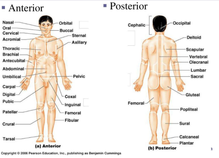 Body Landmarks - study and test using this photo