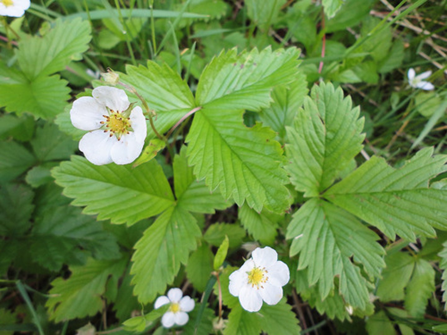 <p>What is the portion of the pedicel on which the flowers are borne? This can swell and become other structures</p>