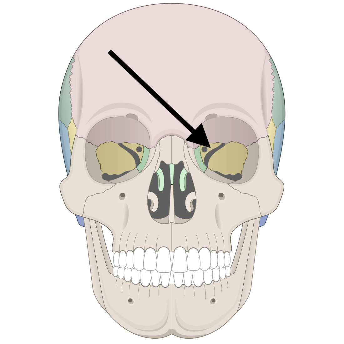 <p>Name the bone</p>