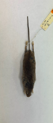 <p>Eastern Harvest Mouse</p><p>Cricetidae</p><p><em>Reithrodontomys humulis</em></p>
