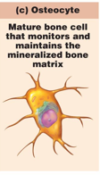 <p>maintain the matrix </p><ul><li><p>matured bone cells that maintain the mineralized bone matrix </p></li></ul>