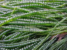 <p>unbranched cylindriccal filaments, haplodiplontic, rhizoidal holdfast high intertidal</p>