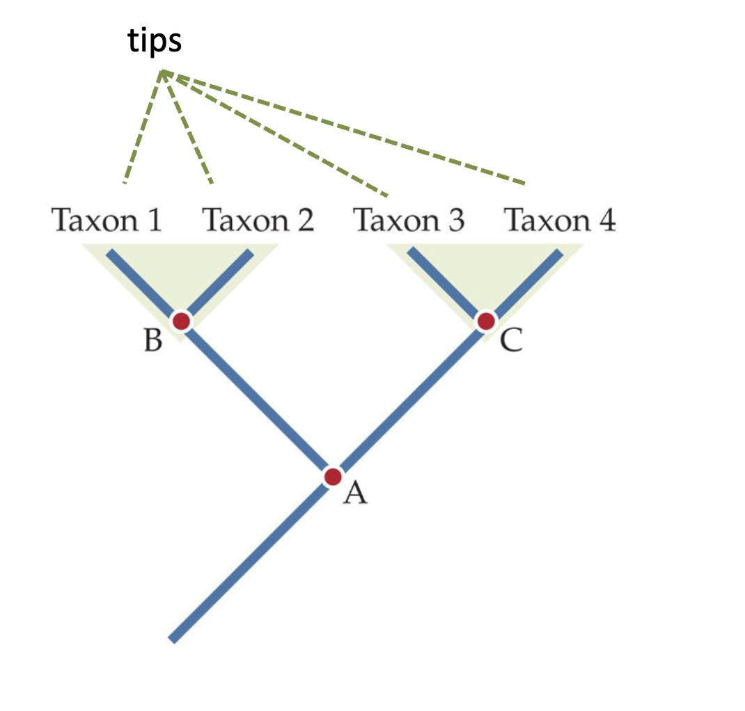 <p>Tips, or leaves, terminals or OTUs, represent individual organisms or species. </p>