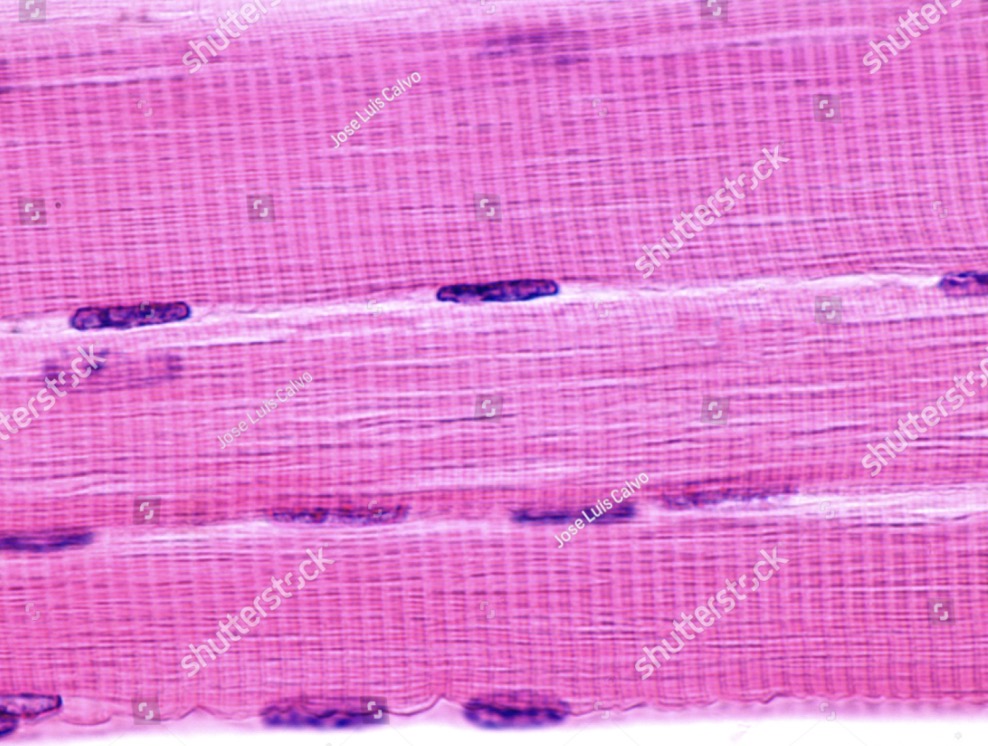 <p>what is the function?</p>