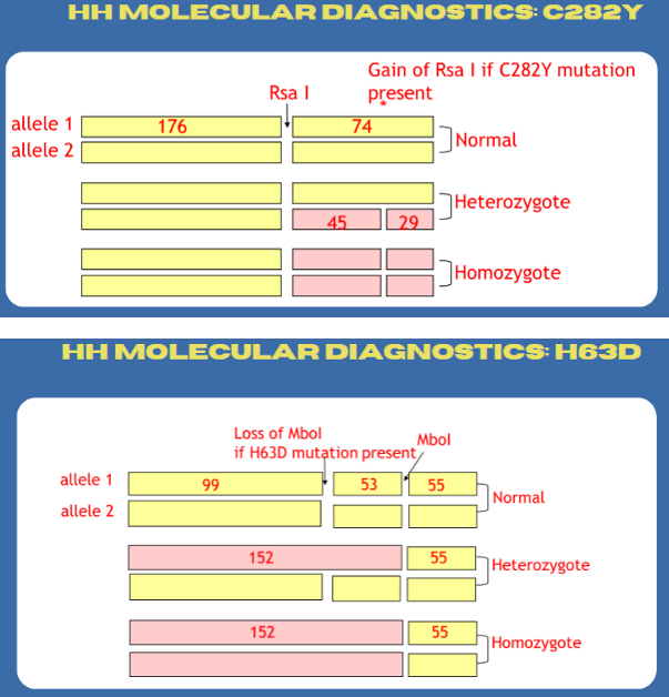 <ul><li><p><span>Two separate PCR-RFLP analyses using primers flanking C282Y or H63D</span></p></li><li><p><span>Molecular diagnostics cannot provide information about the degree of increased body iron stores or organ damage and thus cannot replace liver biopsy</span></p></li></ul><p></p>