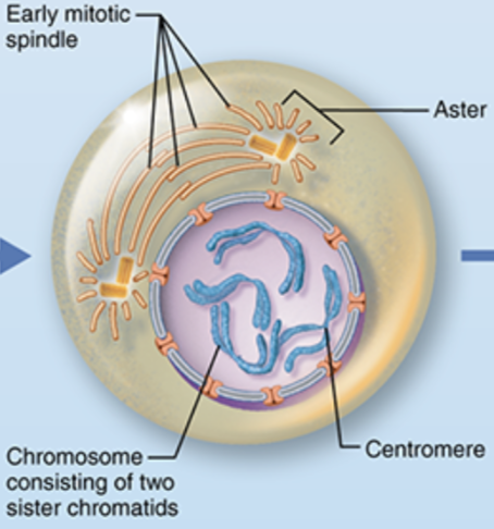 <p>What stage of mitosis is shown here?</p>