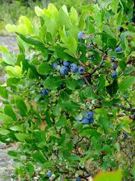 <p>Highbush blueberry&nbsp;</p>