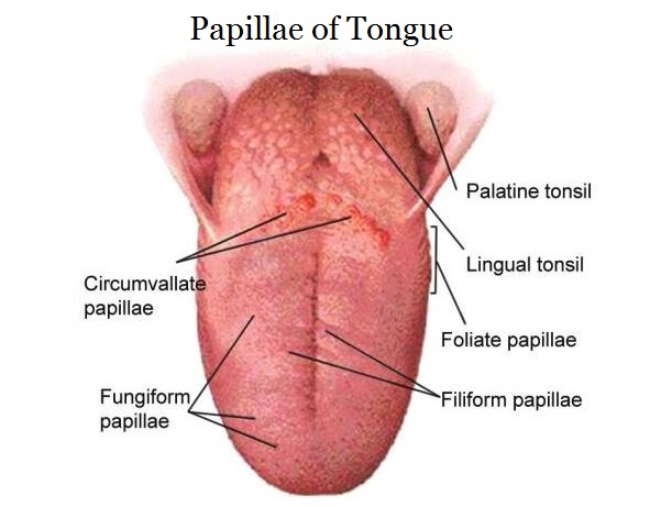The most numerous but do not contain taste buds 

Keratinized tissue give tongue a velvety texture 

Associated with geographic tongue and hairy tongue (whitish tint in color)  
