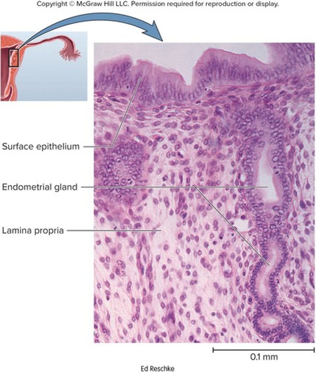 <p>Perimetrium, myometrium, and endometrium.</p>
