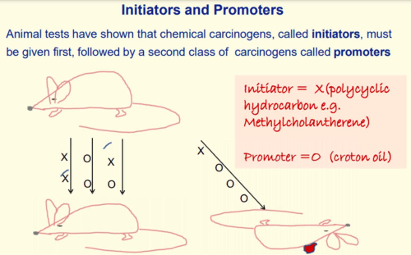 <p>Animal tests have shown that chemical carcinogens, called initiators, must be given first, followed by a second class of carcinogens called promoters</p>