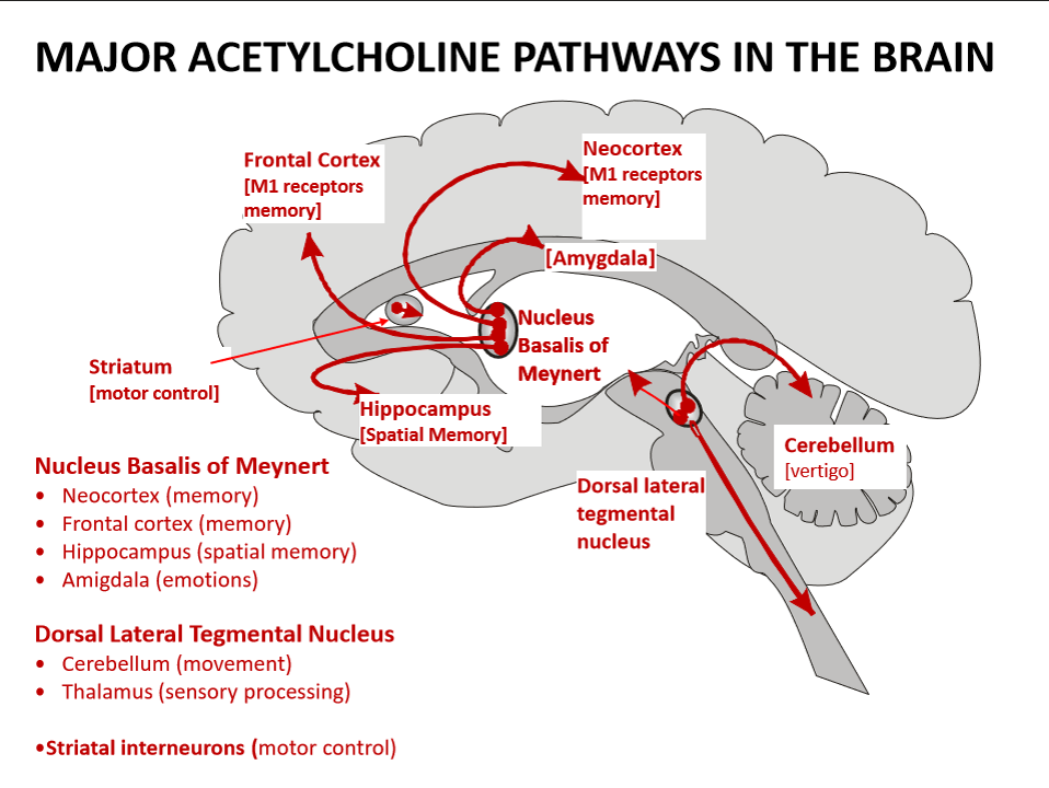 <p>project to neocortex, hippocampus, amygdala</p>