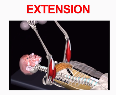 <p>Extension</p>