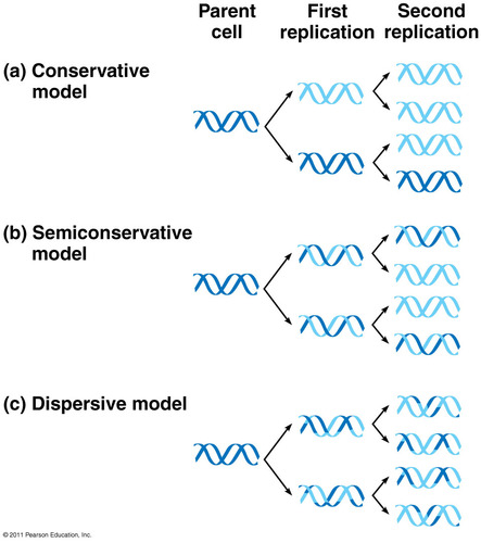 Conservative Model - An entirely new molecule is synthesised from a DNA template (which remains unaltered)
Semi-Conservative Model - Each new molecule consists of one newly synthesised strand and one template strand
Dispersive Model - New molecules are made of segments of new and old DNA