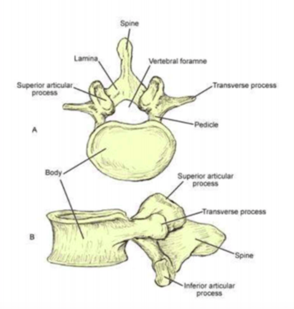 <p>Up at 7, lunch at 12, home at 5</p><p>- L1-L5</p><p>- Third set of five larger vertebrae</p><p>- Largest of the vertebra (large body, thick spinous process)</p><p>- No foramina or costal facets on transverse processes</p><p>- Vertebral foramina is small and triangular</p>