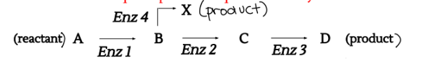 <ul><li><p>a<strong> step-wise series of chemical reactions</strong> from reactants to products where <strong>one reaction leads to the next (each step requires a specific enzyme)</strong></p></li><li><p>it is not possible for biological systems to <strong>produce complex molecules from simple reactions</strong></p></li><li><p><strong>one path can also lead to several other paths (multiple bumps on the PE diagram)</strong></p></li><li><p>having <strong>more than one step means more places</strong> where the overall reaction can be controlled</p></li></ul><p></p>