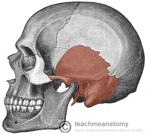 <p>Temporal bone</p>