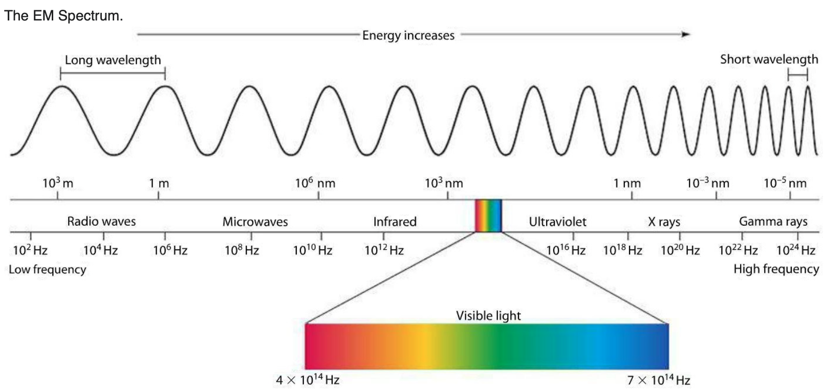 The whole array or family of electromagnetic waves, from radio to gamma rays