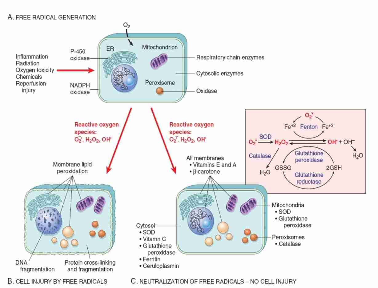<ul><li><p>Role of reactive oxygen species in cell injury</p></li><li><p>O2 is converted to superoxide (O2) by oxidative enzymes in endoplasmic reticulum (ER), mitochondria, plasma membrane, peroxisomes &amp; cytosol </p></li><li><p>O2 converted to H202 by dismutation &amp; then to OH by Cu2+/Fe2+ (catalyzed Fenton reaction)</p></li><li><p>H2O2 also derived directly from oxidase in peroxisomes </p></li><li><p>Another potential injurious radical, singlet oxygen<span style="color: var(--color-neutral-black)">, resultant free radical damage to lipid (peroxidation), proteins &amp; DNA leads to various forms of cell injury</span></p></li><li><p><span style="color: var(--color-neutral-black)">Superoxide catalyzes reduction of Fe3+ to Fe2+, enhancing OH generation by Fenton reaction </span></p></li><li><p><span style="color: var(--color-neutral-black)">Major antioxidant enzymes are superoxide dismutase (SOD), catalase &amp; glutathione peroxidase</span></p></li><li><p><span style="color: var(--color-neutral-black)">GSH reduced glutathione </span></p></li><li><p><span style="color: var(--color-neutral-black)">GSSG oxidized glutathione </span></p></li><li><p><span style="color: var(--color-neutral-black)">NADPH reduced form of nicotinamide adenine dinucleotide phosphate </span></p></li></ul>