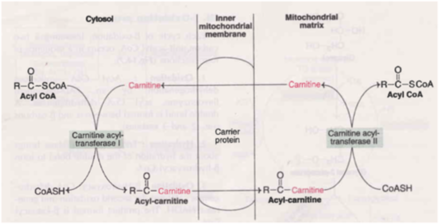 <p>It is absolutely necessary to be able to do this for the MCAT. And because it is so challenging to memorize all of this point blank, we've created our Metabolic Pathways Mastery Course: https://mcatselfprep.com/course/andrews-metabolic-pathways-mastery-course/</p>