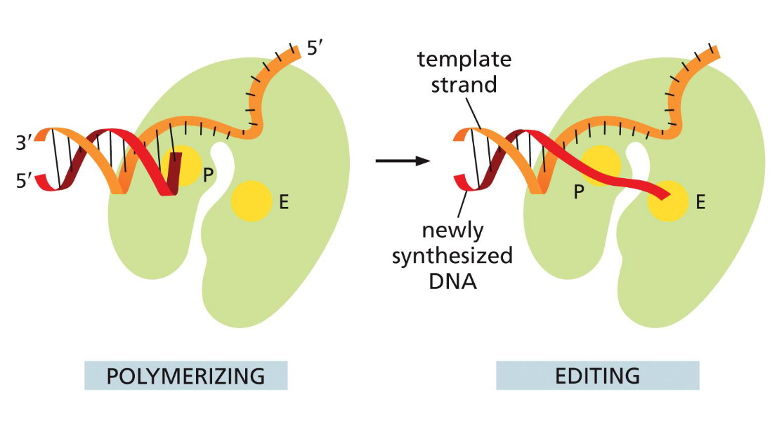 <p>DNA proofreading and repair: 3’ to 5’ exonuclease</p>