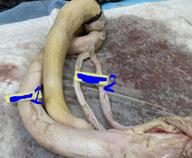 <p>Give the specific name of the part of the organ labelled #2 and the specie it came from</p>