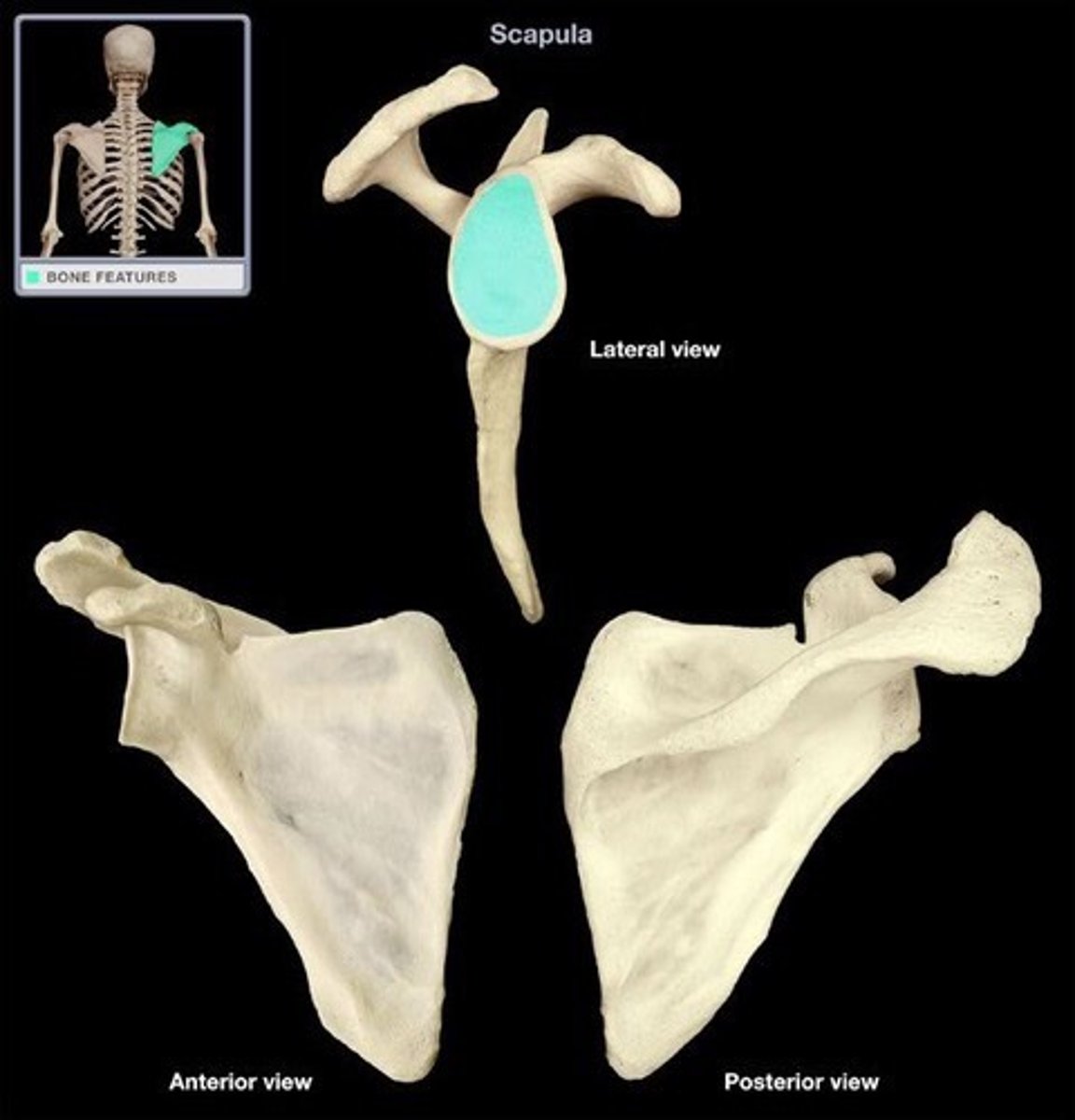 <p>- slightly concave surface at superior end of axillary border</p><p>- faces slightly anteriorly, laterally, and superiorly</p><p>- third angle of triangular shape of the scapula</p><p>- articulates with humerus.</p>
