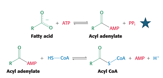 <ol><li><p>The fatty acid reacts with ATP to produce an <strong><em>acyl adenylate</em></strong> <strong>intermediate </strong>(and a PPi).</p></li><li><p>In the next step, the sulfhydryl group of coenzyme A attacks the acyl adenylate, resulting in the formation of <strong><em>acyl CoA</em> and <em>AMP</em>.</strong></p></li></ol><p></p>