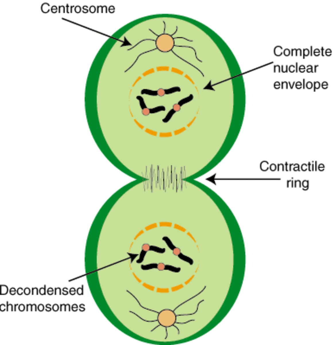 <p>contractile ring with myosin filaments</p>