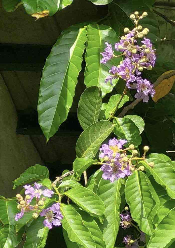 <p>banaba</p>