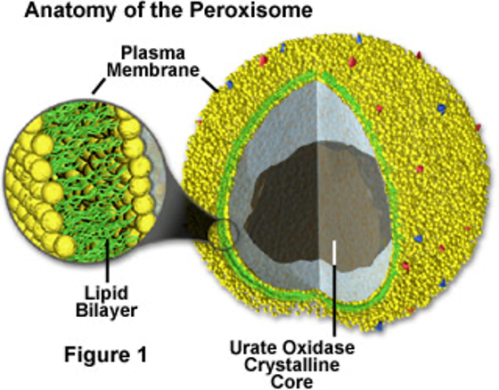 <p>Neutralize free radicals</p><p>Detoxify alcohol, other drugs, and a variety of blood-borne toxins</p><ul><li><p>In all cells, but abundant in liver and kidney</p></li></ul><p></p>